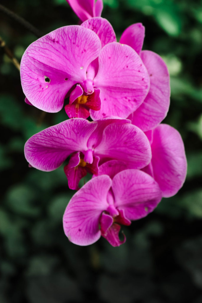 allerton botanical garden