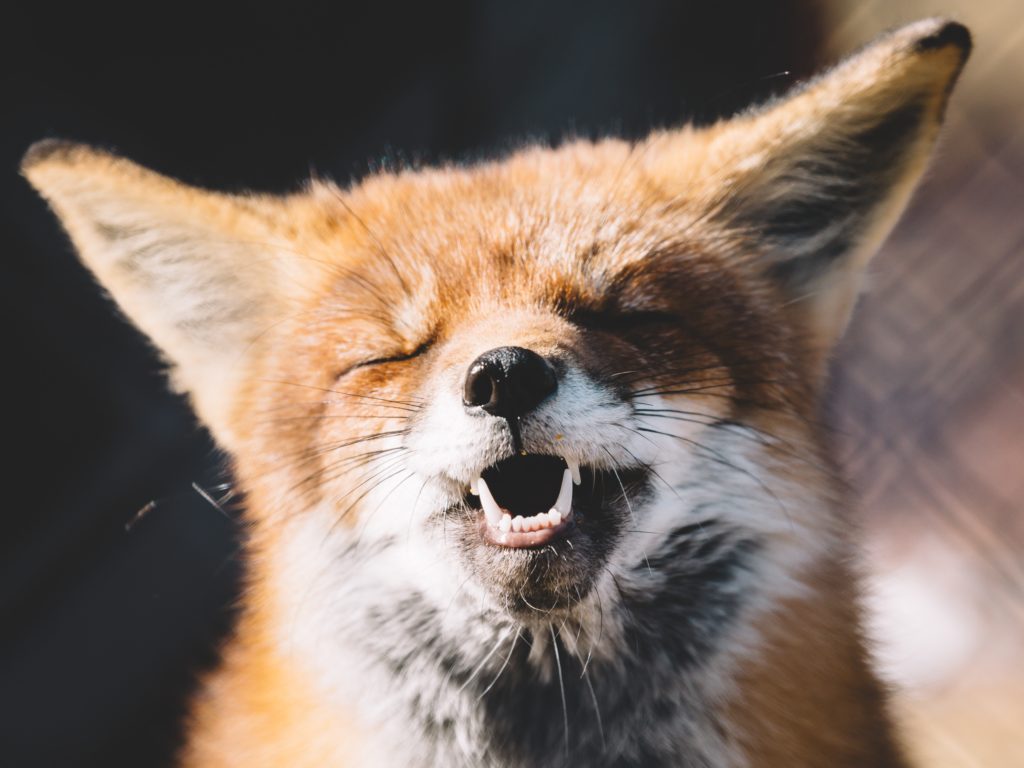 smile