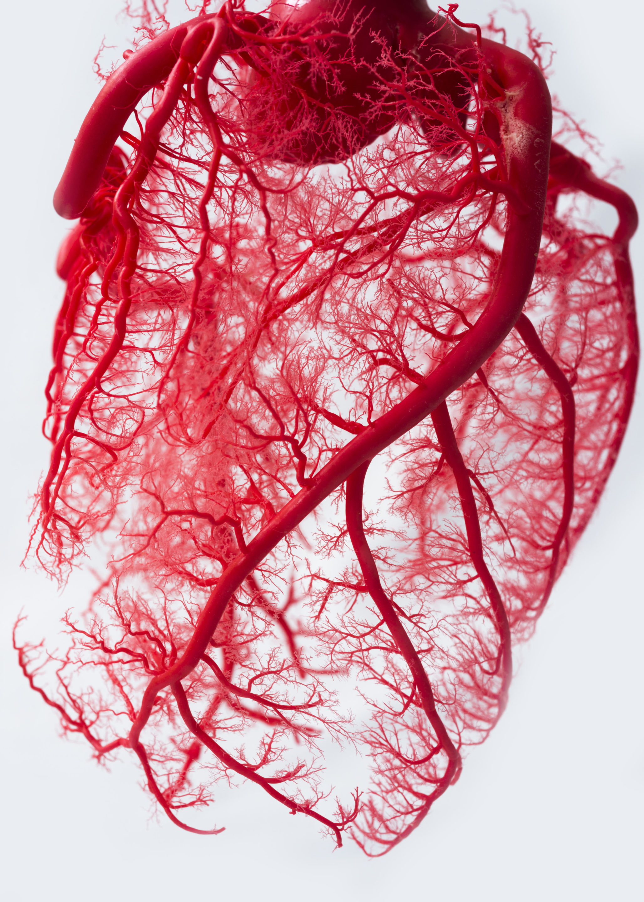 heart vessels